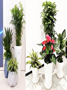 宁波杭州湾植物租摆设计